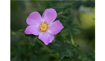 Rosa (Wildrose) 'Virginiana'