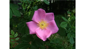 Rosa (Wildrose) 'Virginiana'