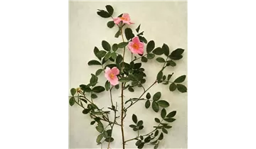 Rosa (Wildrose) 'Virginiana'