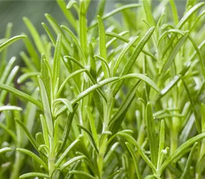 Rosmarinus officinalis