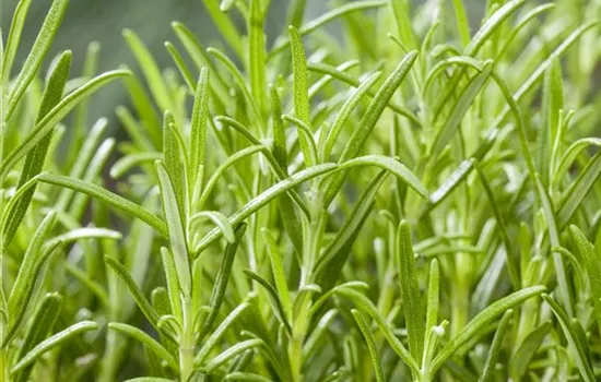 Rosmarinus officinalis