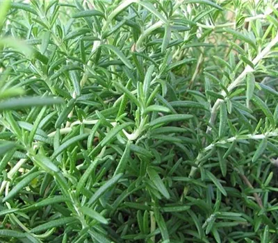 Rosmarinus officinalis 'Prostratus'