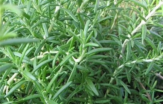 Rosmarinus officinalis 'Prostratus'