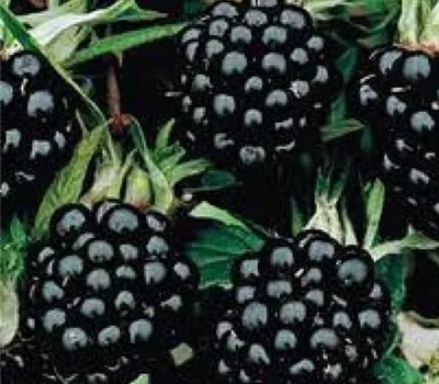 Rubus (Brombeere) 'Jumbo'
