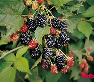 Rubus (Brombeere) 'Loch Ness'