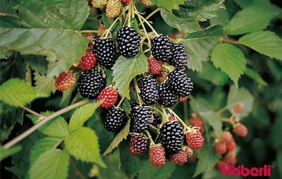 Rubus (Brombeere) 'Loch Ness'