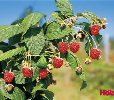 Rubus (Himbeere) 'Autumn Bliss'