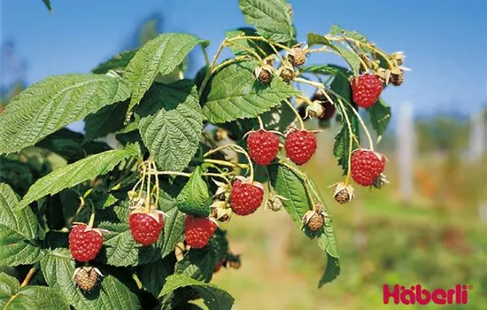 Rubus (Himbeere) 'Autumn Bliss'