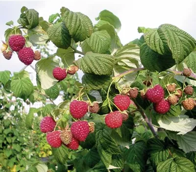 Rubus (Himbeere) 'Fallred streib2a(S)'