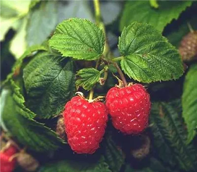 Rubus (Himbeere) 'Meeker'