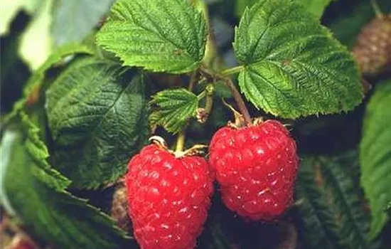 Rubus (Himbeere) 'Meeker'