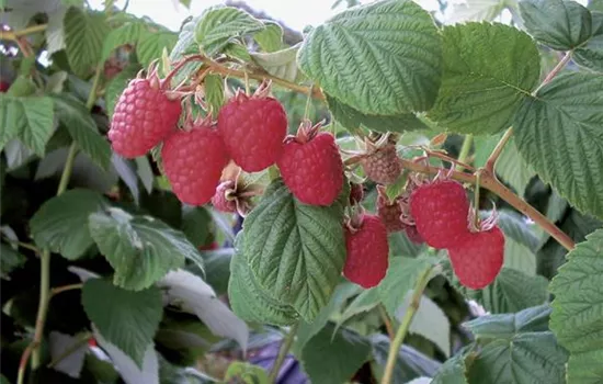 Rubus (Himbeere) 'Wei-Rula' (S)