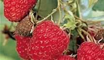 Himbeere