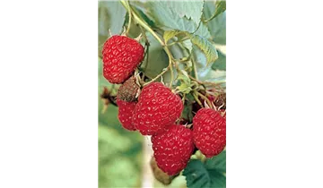 Himbeere