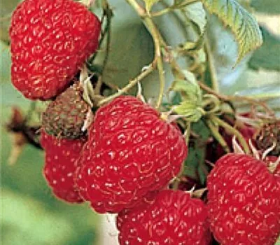 Rubus (Himbeere) 'Willamette'