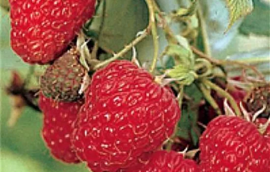 Rubus (Himbeere) 'Willamette'