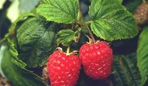 Himbeere