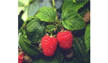 Himbeere