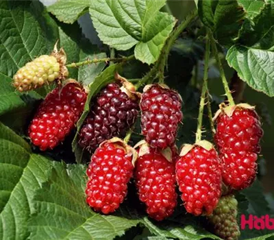 Rubus (Taybeere) 'Taybeere'