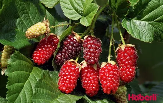 Rubus (Taybeere) 'Taybeere'
