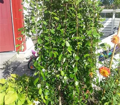 Salix caprea 'Kilmarnock'