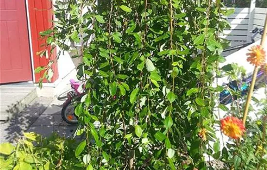 Salix caprea 'Kilmarnock'