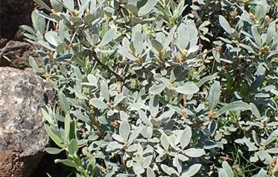 Salix helvetica