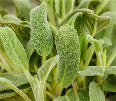 Salvia officinalis