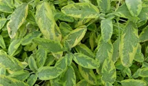 Buntblättriger Garten-Salbei