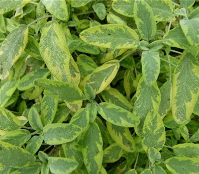 Salvia officinalis 'Icterina'