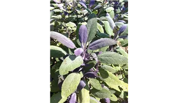 Rotblättriger Garten-Salbei