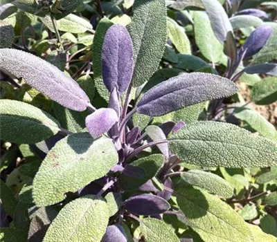 Salvia officinalis 'Purpurascens'