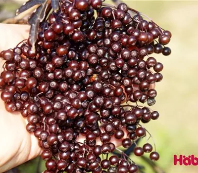 Sambucus nigra 'Black Lace'