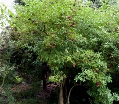 Sambucus nigra 'Haschberg'