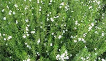 Minzen-Bergbohnenkraut