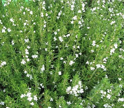 Satureja montana ssp. montana