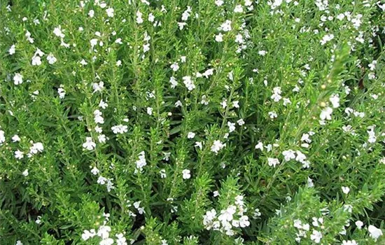 Satureja montana ssp. montana