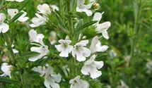Minzen-Bergbohnenkraut