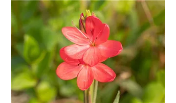 Kaffernlilie