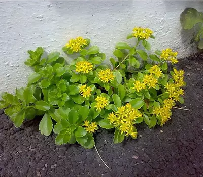 Sedum hybridum 'Immergrünchen'