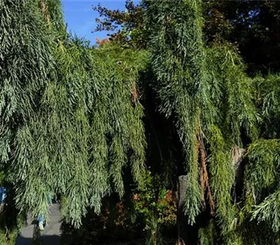 Sequoiadendron giganteum 'Pendulum'