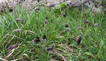 Moorblaugras