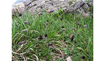Moorblaugras