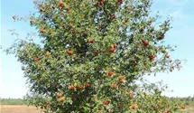 Eberesche, Vogelbeere