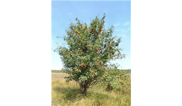 Eberesche, Vogelbeere