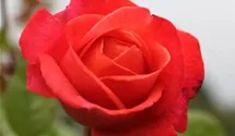 Spende Rose 'Hoffnung'