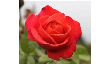 Spende Rose 'Hoffnung'