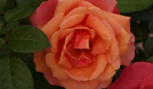 Spende Rose 'Hoffnung'