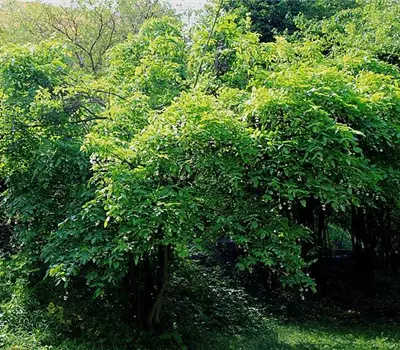 Staphylea pinnata