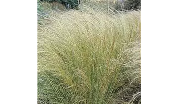 Engelshaar